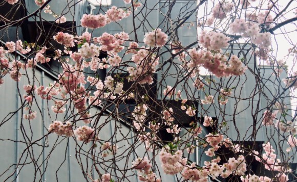 EWB courtyard blossom, 21/3/19