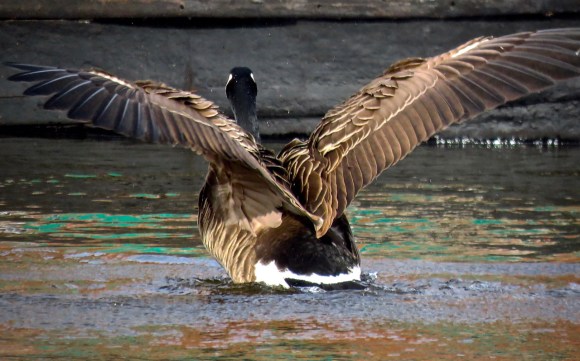 Goose wings, 11/3/19