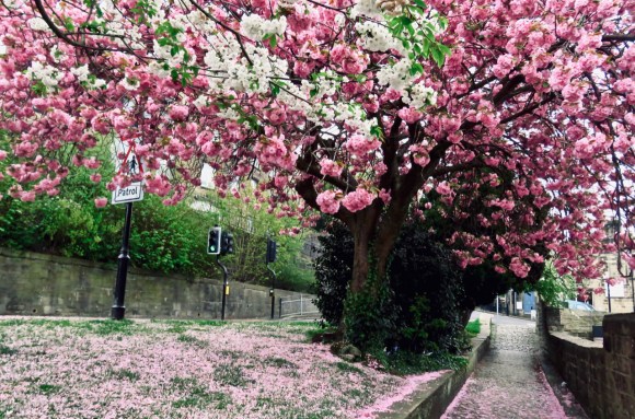 Blossom ceiling, 25/4/19