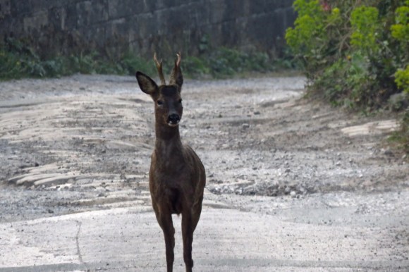 Deer, Mayroyd Lane, 19/4/19