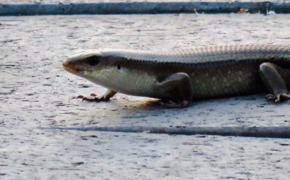 Saigon skink, 2/4/19