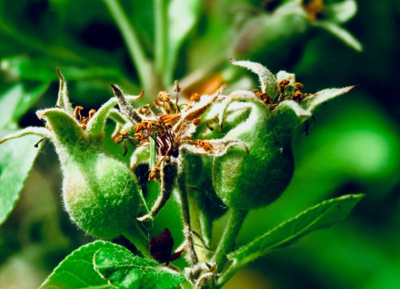 Baby apples, 25/5/19