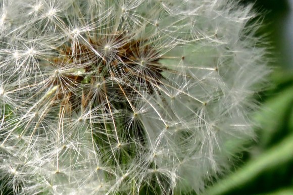 Dandelion head, 17/5/19