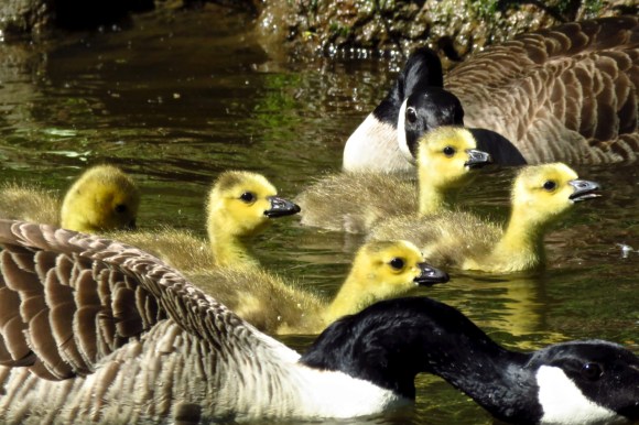 Goose family, 15/5/19