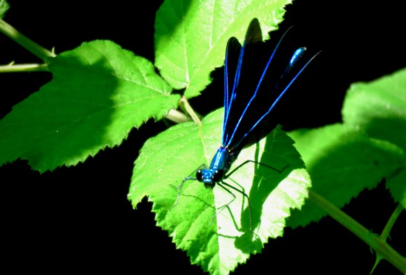 Blue dragonfly, 6/6/19