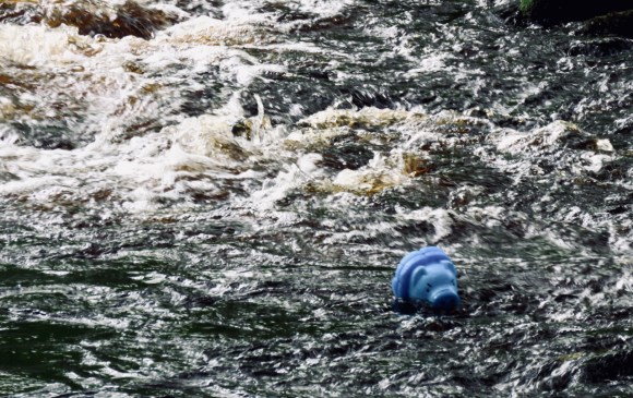 Blue pig race, 16/6/19