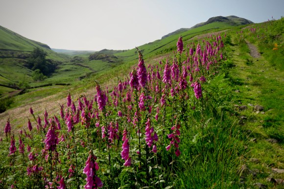 Foxgloves, and Steel Fell, 28/6/19