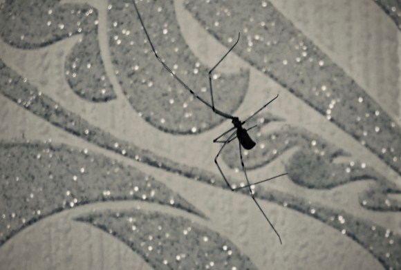 Long leg insect, 20/6/19