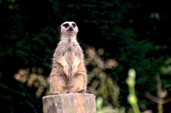 Meerkat, 29/6/19