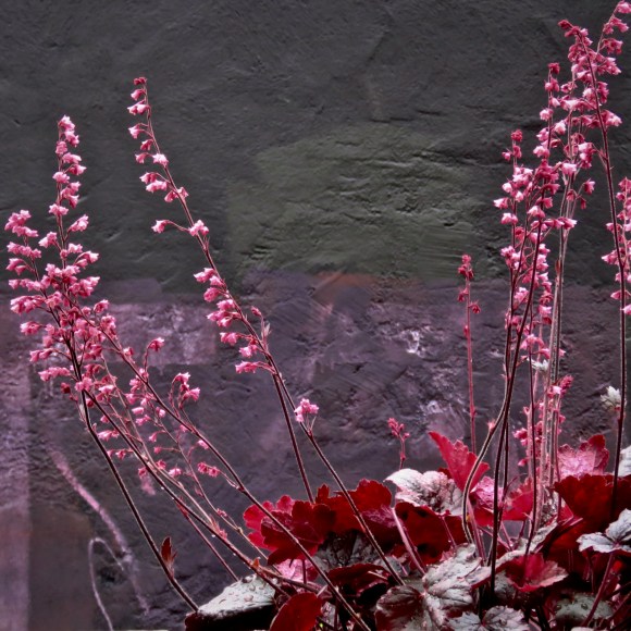 Pink and purple, 13/6/19