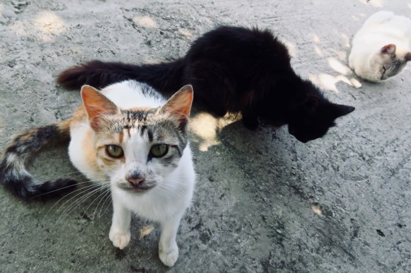 Taverna cats, 7/6/19