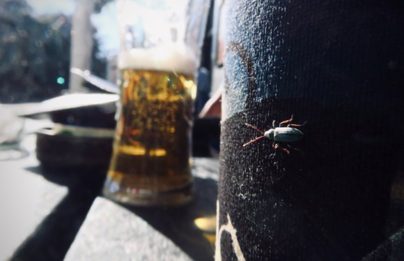 Turquiose bug, 27/6/19