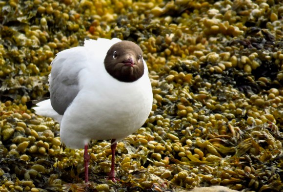 Akureyri gull, 9/7/19