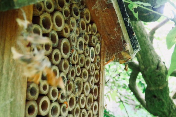 Bee house, 30/6/19