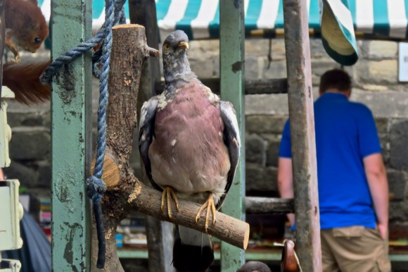 Stuffed pigeon, 26/7/19