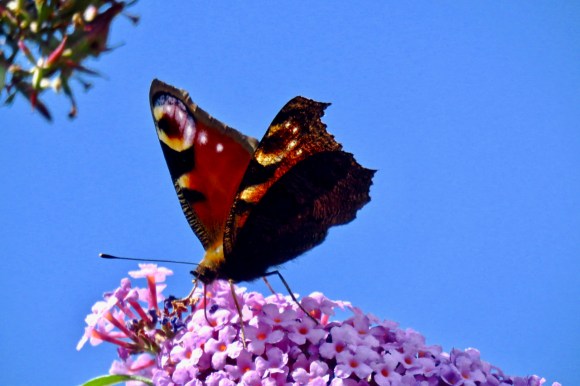 Buddleia butterly, 23/8/19