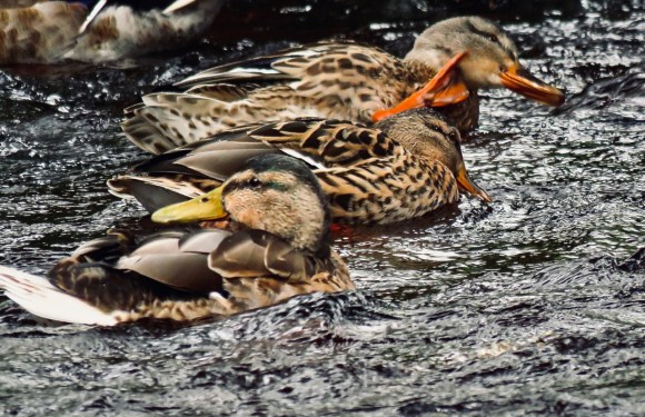 Duck cleaning party, 11/8/19