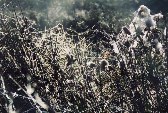 Cobweb city, 20/9/19