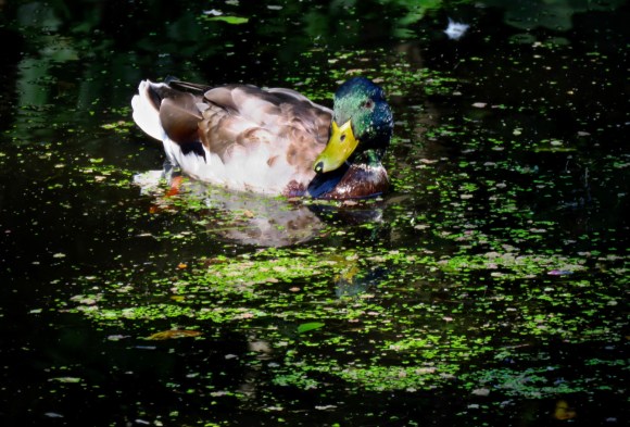 Huddersfield duck, 21/3/19