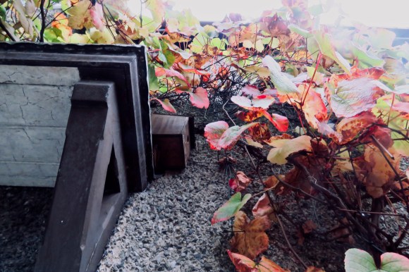 First autumn leaves, 5/10/19