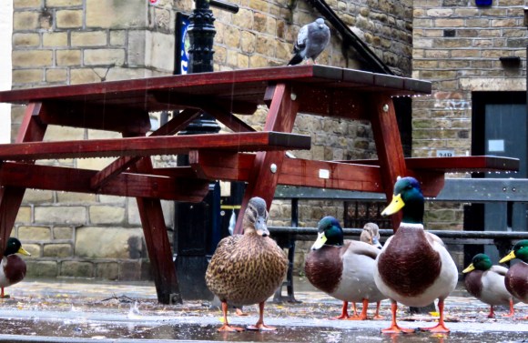 Pigeon surveillance, 11/10/19