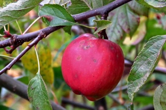 Red apple, 24/10/19