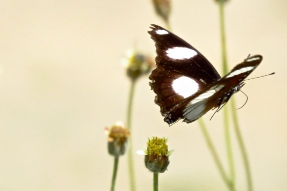 Butterfly in flight, 27/11/19