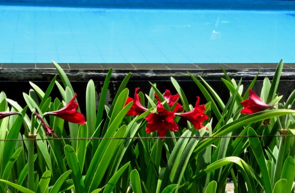 Kayu Arum flowers, 29/11/19