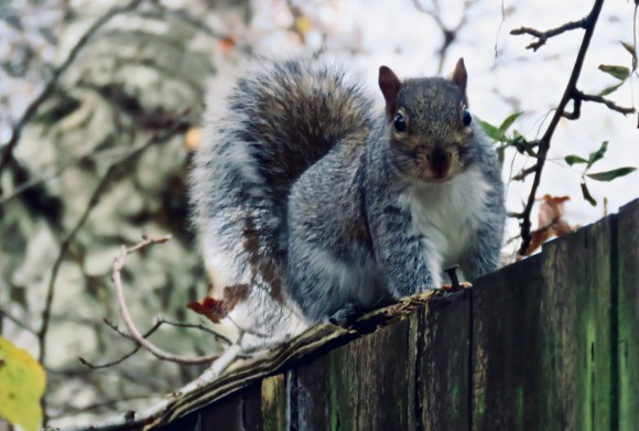 Manchester squirrel, 21/11/19