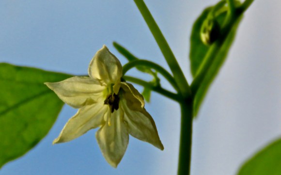 Chilli flower, 16/12/19