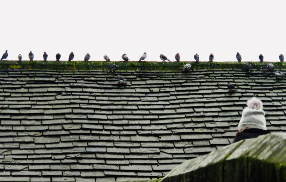 Pigeon battalion, 20/12/19