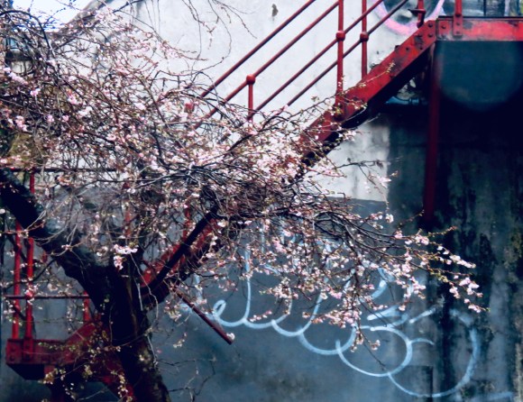 Winter blossom, 10/12/19