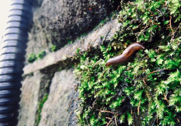 Baby slug, 16/1/20