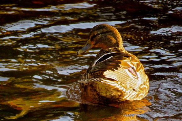 Smiley duck, 3/1/20