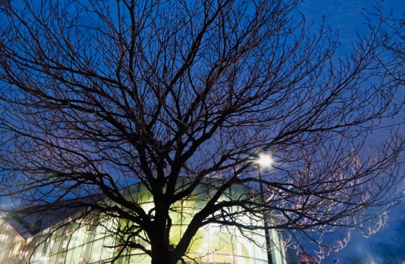 Tree by NFM, 14/1/20