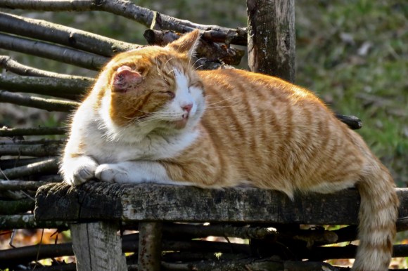 Romanian cat, 1/2/20