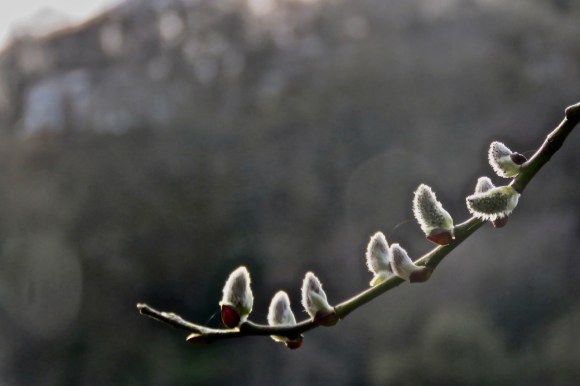 Buds, 19/3/20