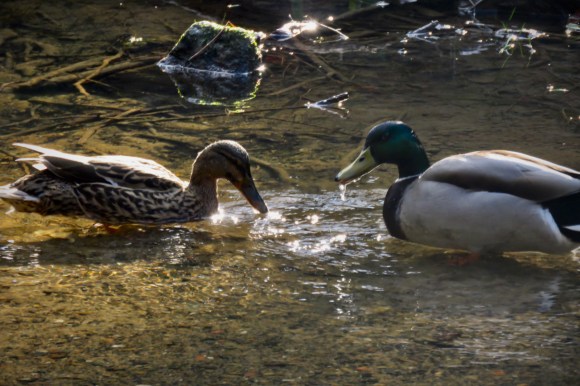 Duck couple, 20/3/20