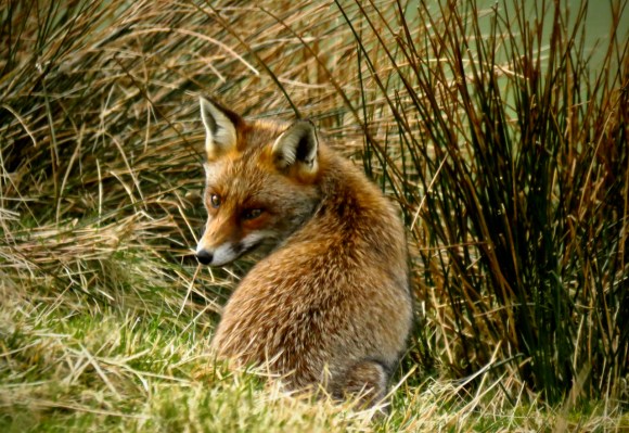 Fox above Kentmere, 4/3/20
