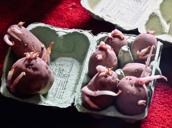 Little potato people, 17/3/20