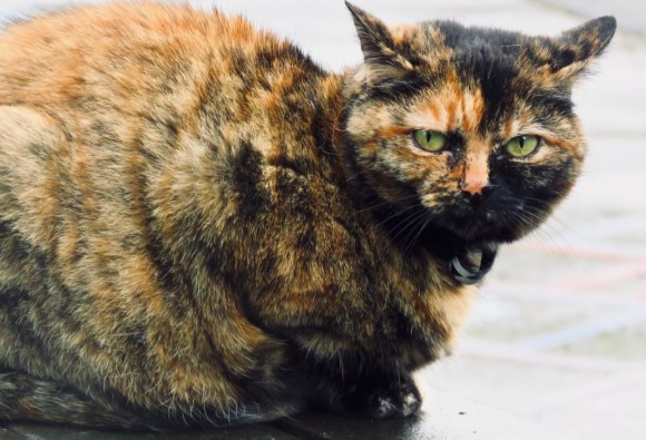 Mathilda again, 3/3/20