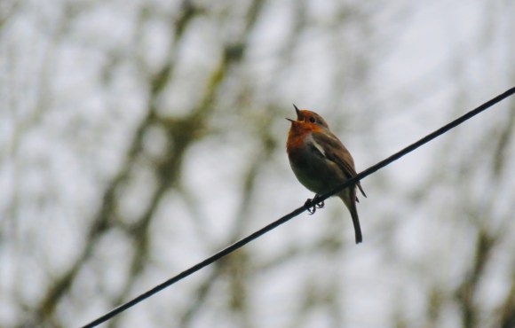 Robin on wire, 30/3/20