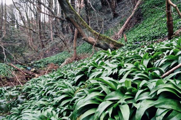 Wild garlic motherlode, 30/3/20