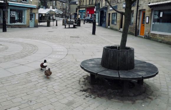 Ducks take over, 4/4/20