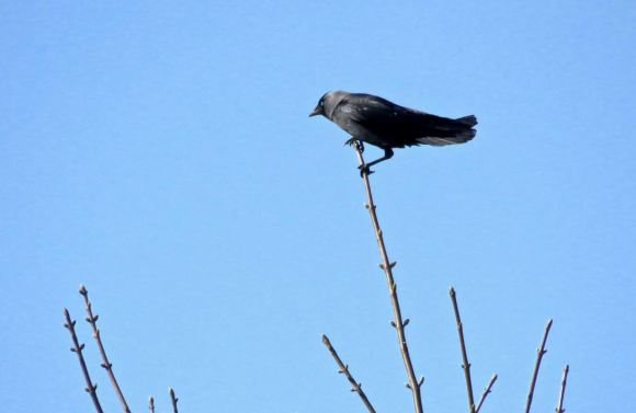 Jackdaw king, 6/4/20
