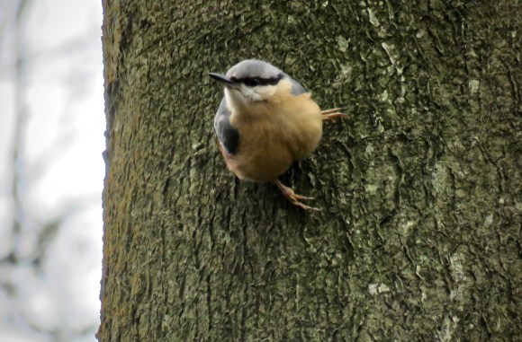 Nuthatch, 1/4/20