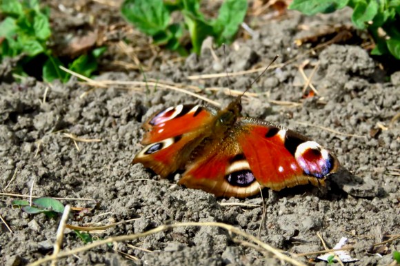 Peacock butterfly, 23/4/20