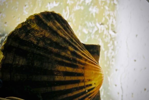Scallop shell, 3/4/20