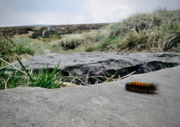 Caterpillar on Pennine Way, 4/5/20
