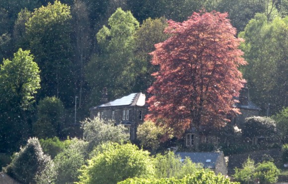 Dandelion snow, 8/5/20